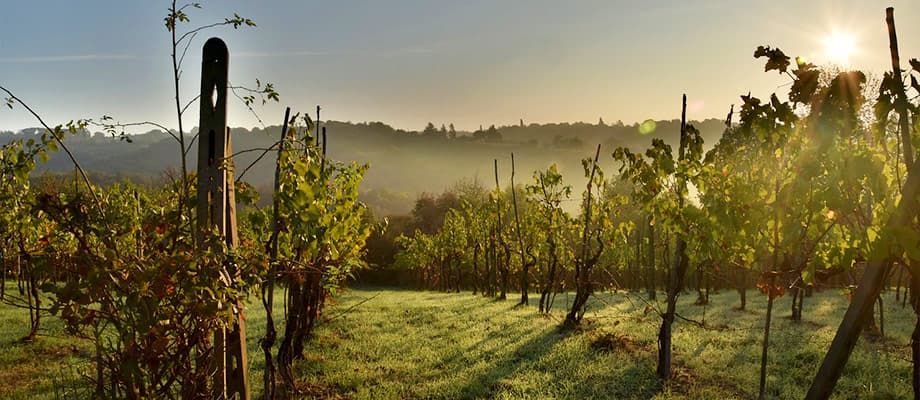 Weinreben in Italien