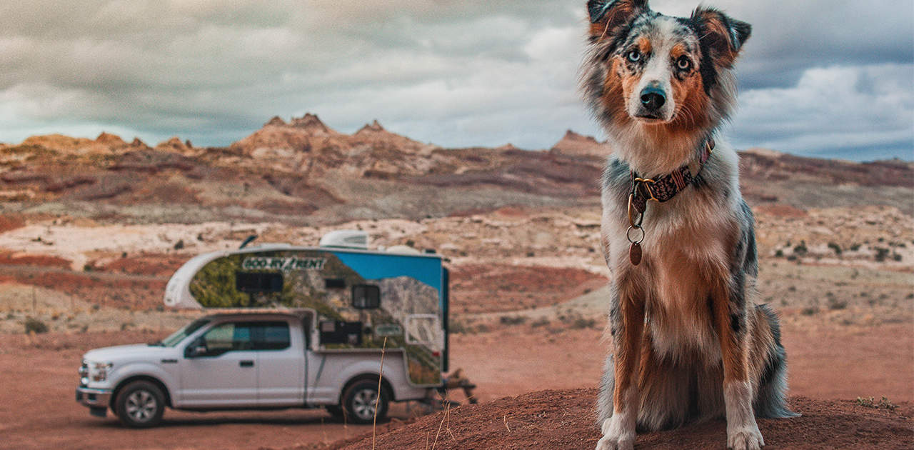 Wohnmobil mieten mit Hund: Tipps für den Camper-Urlaub mit Tieren