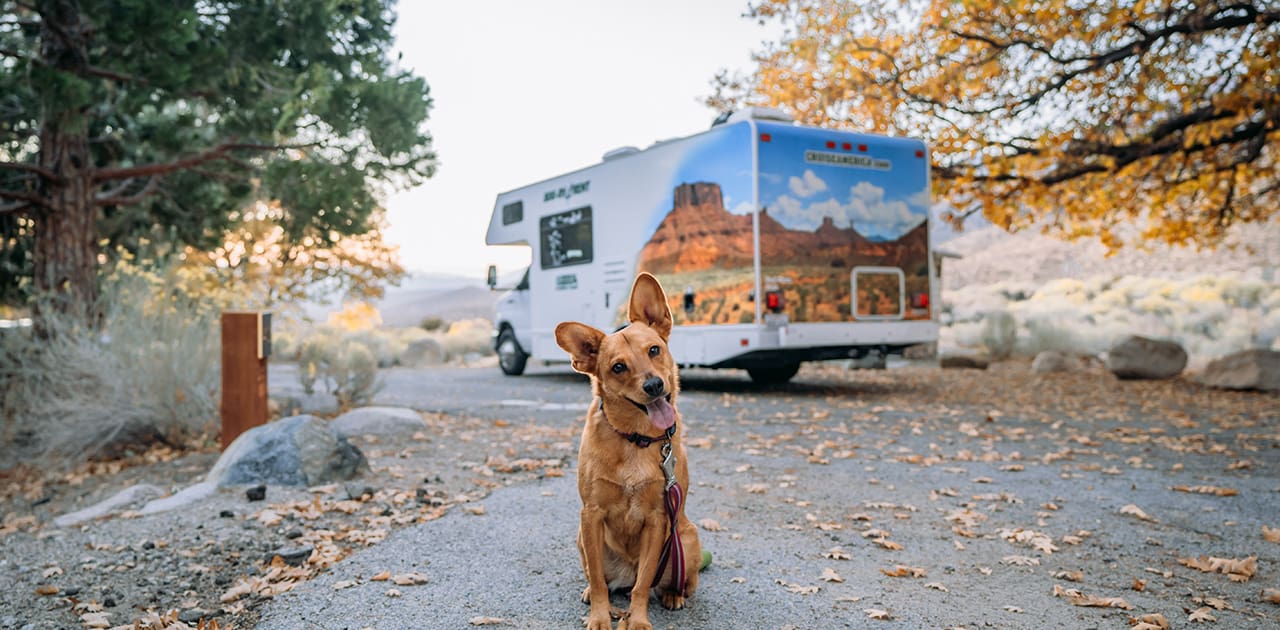 Wohnmobil mit Hund