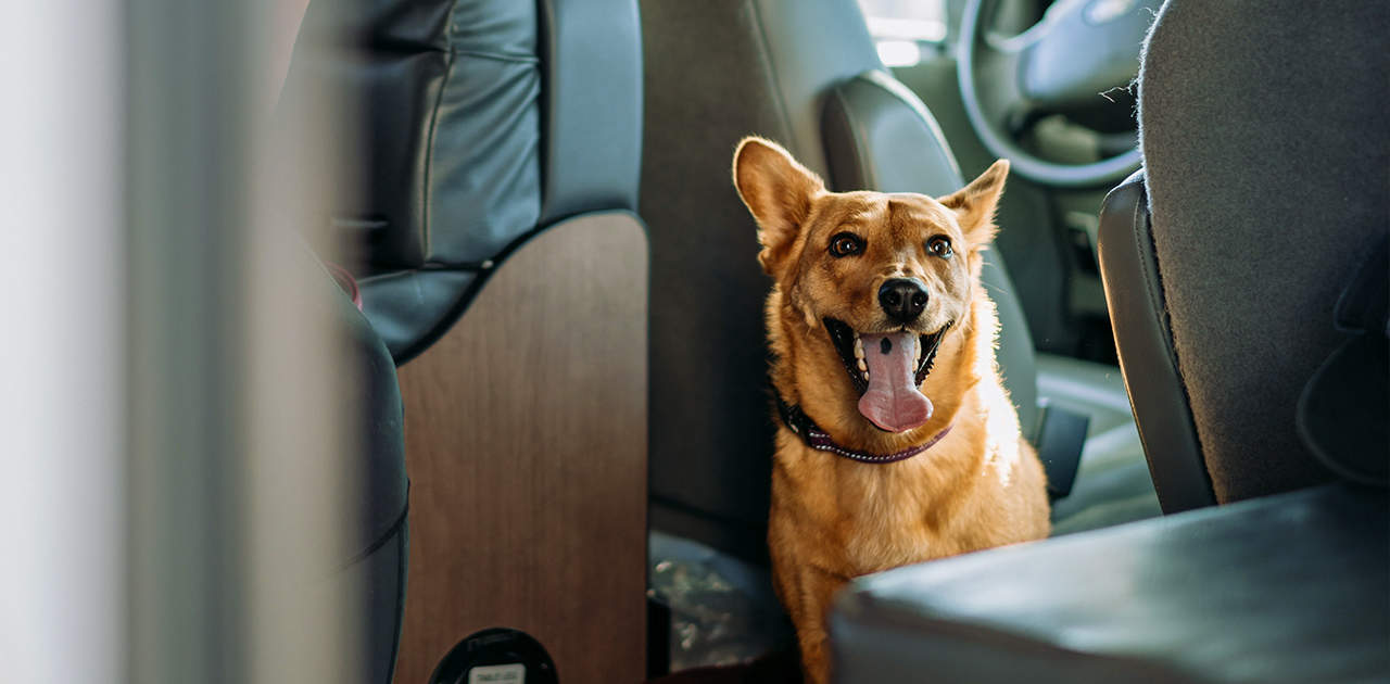 Hund im Wohnmobil