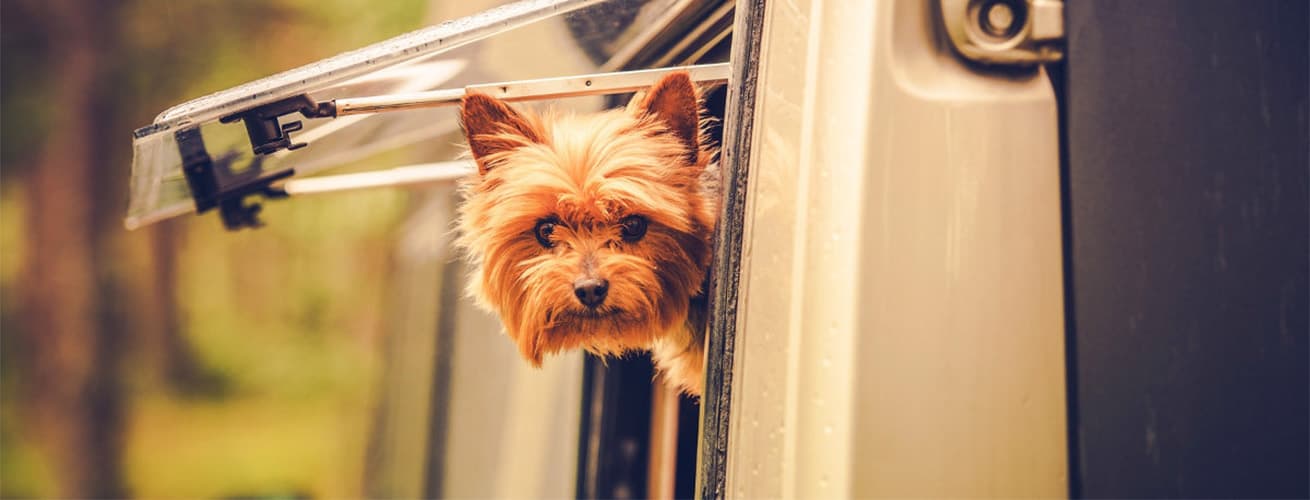 Wohnmobil mieten mit Hund: Tipps für den Camper-Urlaub mit Tieren