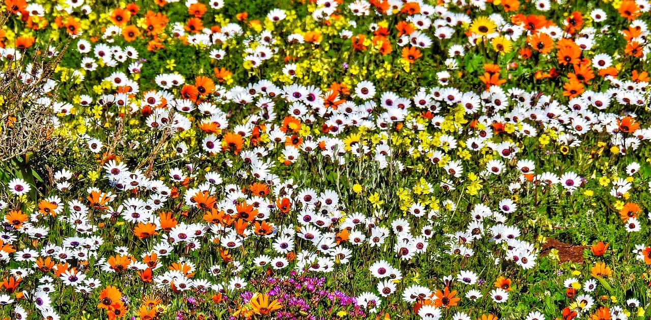 Blumen im Namaqualand