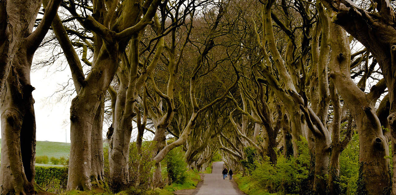 Dark Hedges – Der Königsweg