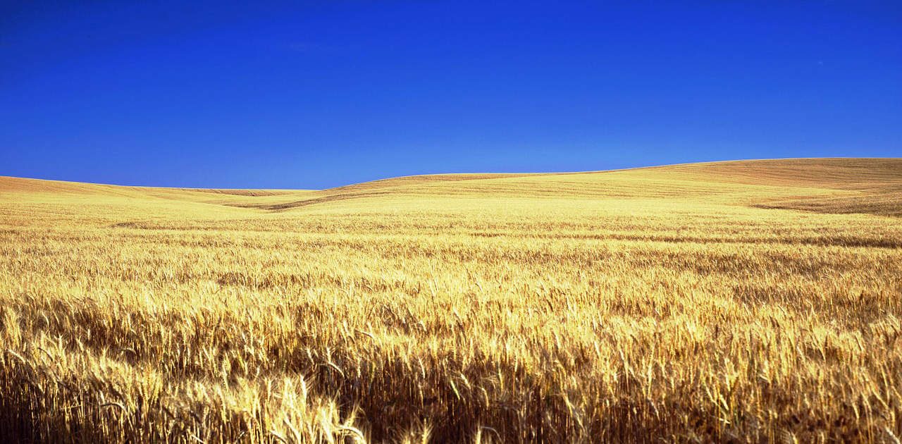 Kornfeld in Kansas