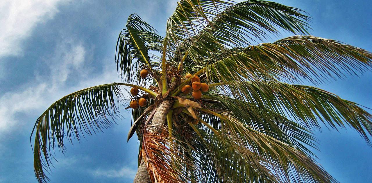 Palme im Sturm in Florida