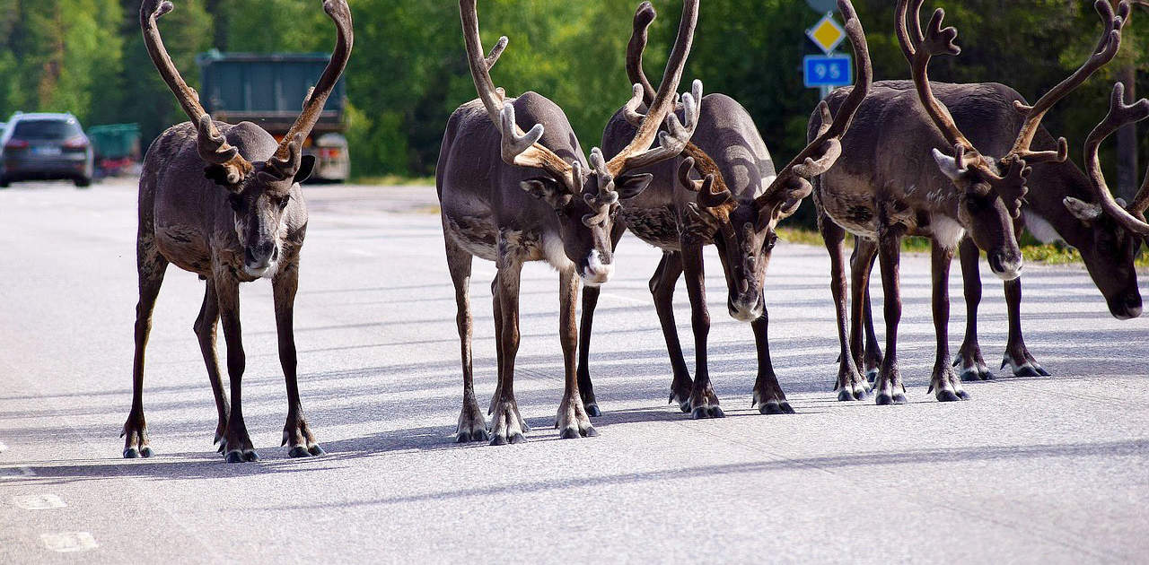 Rentiere in Lappland