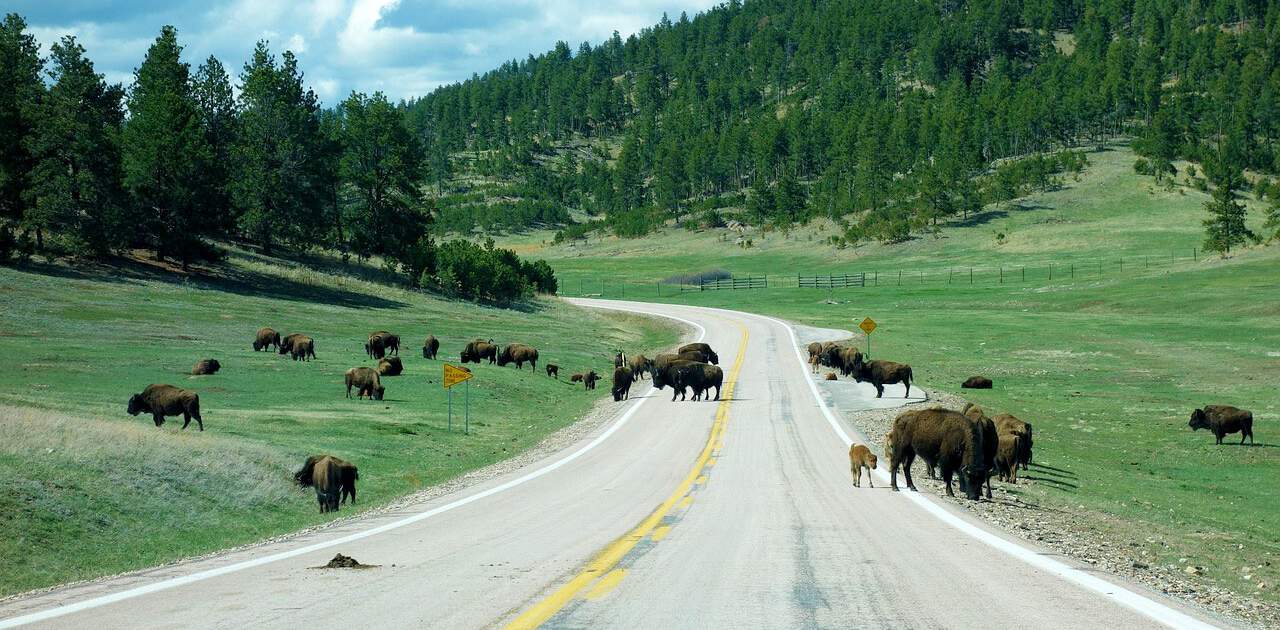 Bisons im Yellowstone