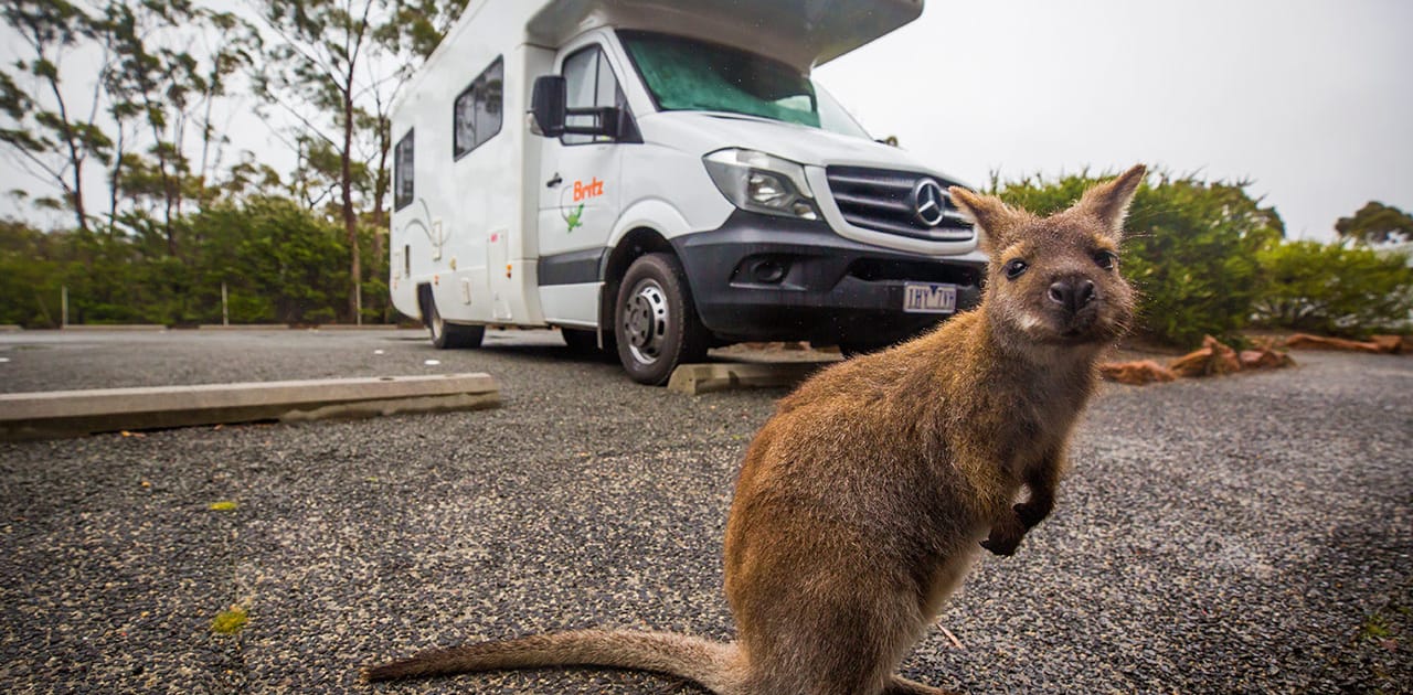 Känguru in Australien