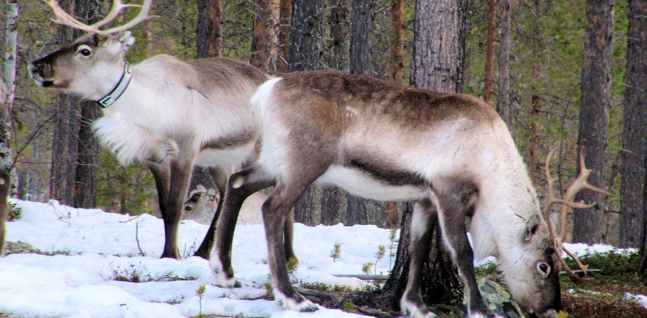 Rentiere in Finnland