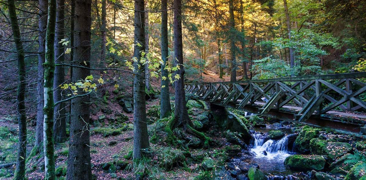 Wanderweg im Schwarzwald