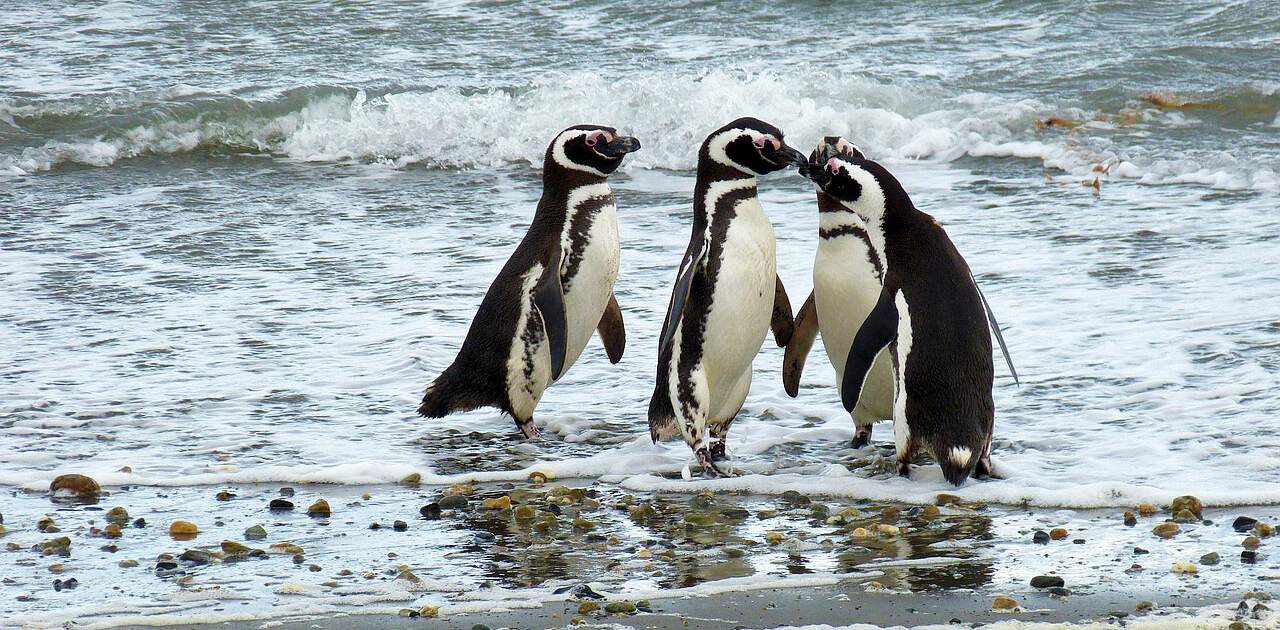 Pinguine bei Puntas Arenas