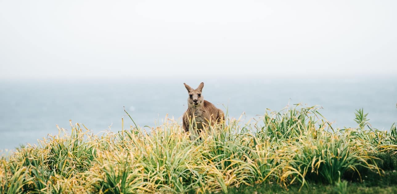 Känguru in Australien