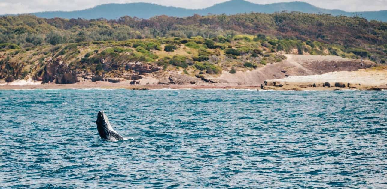 Whale-Watching in Eden