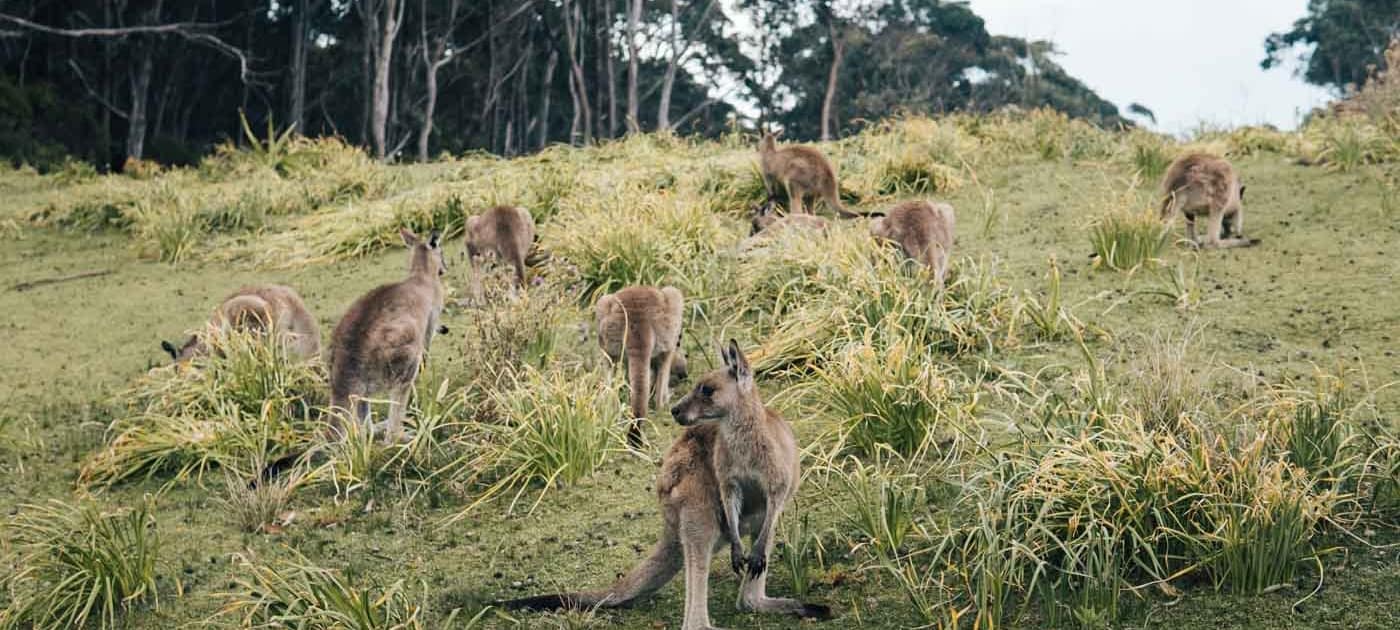 Kängurus im Murramarang National Park