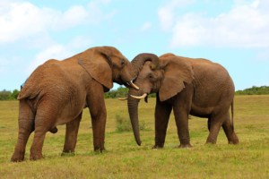 Zwei Elefanten im Addo Elephant Park