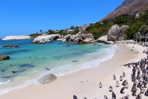 Pinguine am Boulders Beach