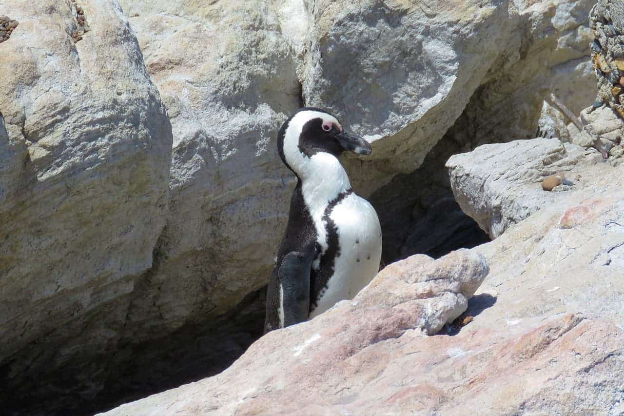 Pinguin am Bettys Bay
