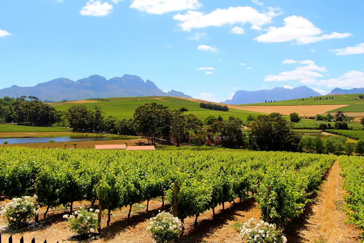 Weinreben bei Stellenbosch