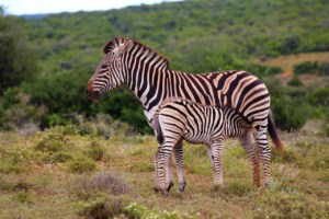 Zebras im Addo Elephant Park