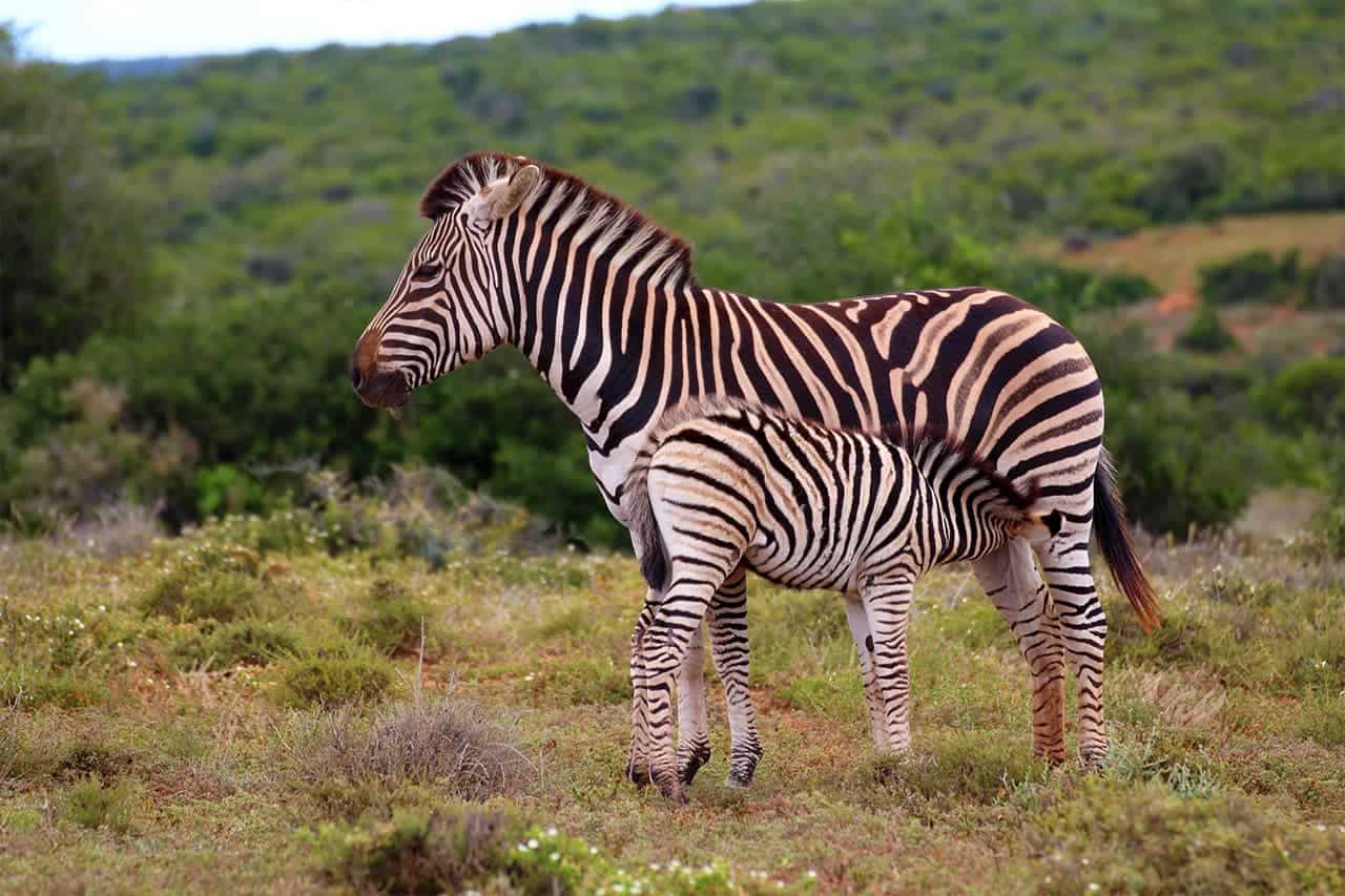 Zebras im Addo Elephant Park