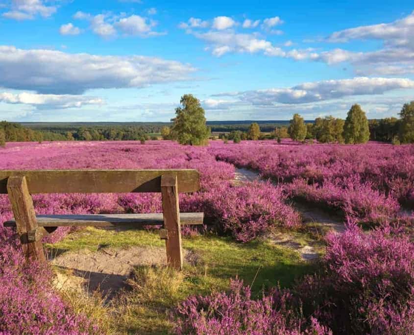 Urlaub mit Hund in der Lüneburger Heide