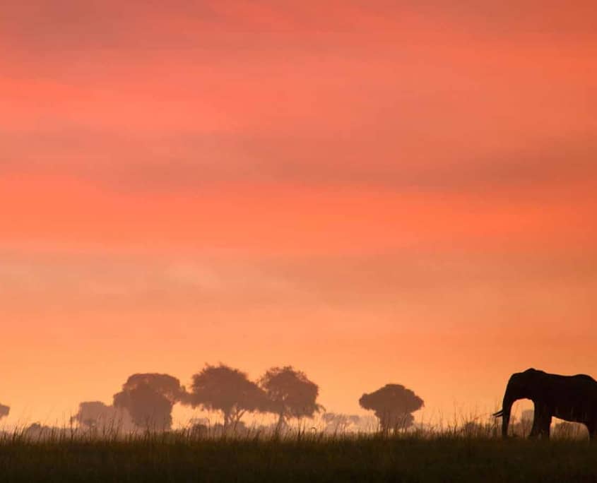 Elefant in Nambia