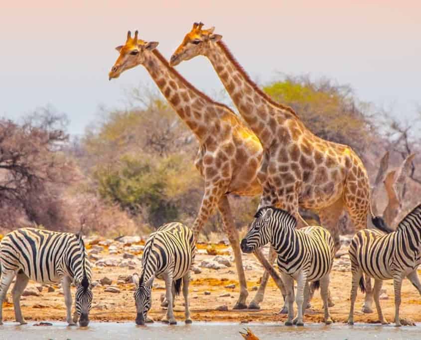 Namibia Giraffen Zebras