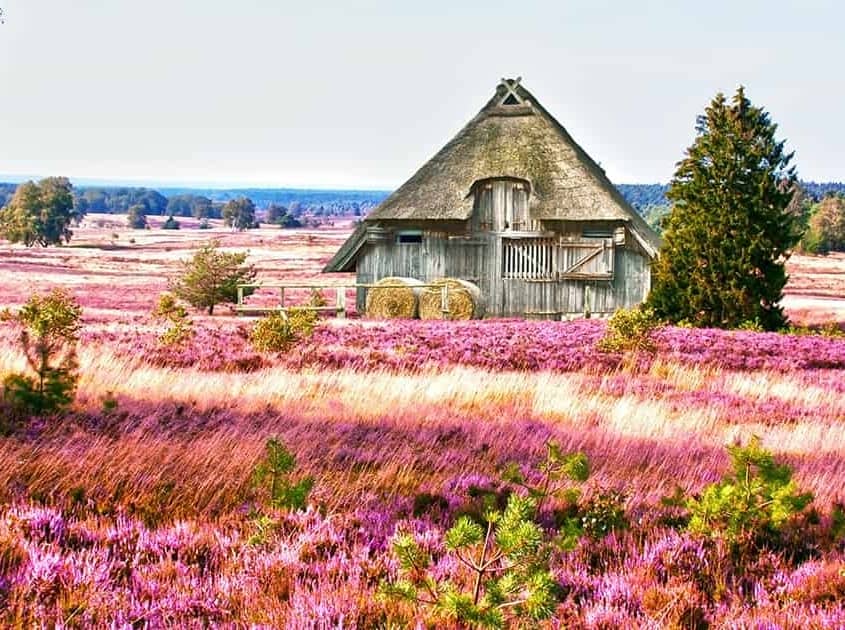 Lüneburger Heide