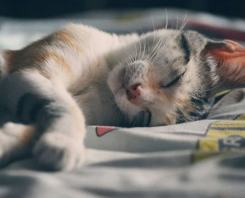 Schlafende Katze