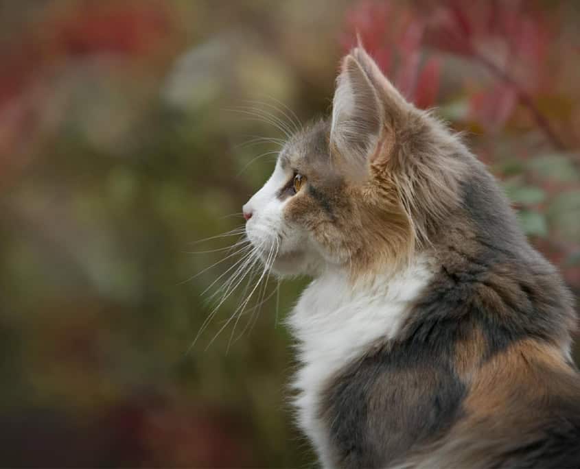 Katze schaut in die Natur