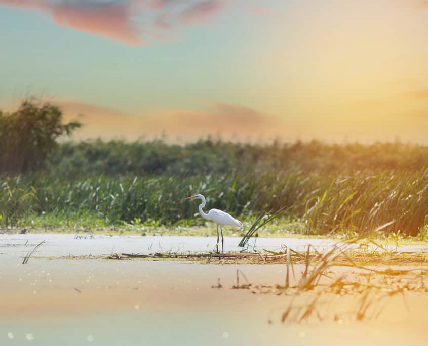 Natur im Donaudelta